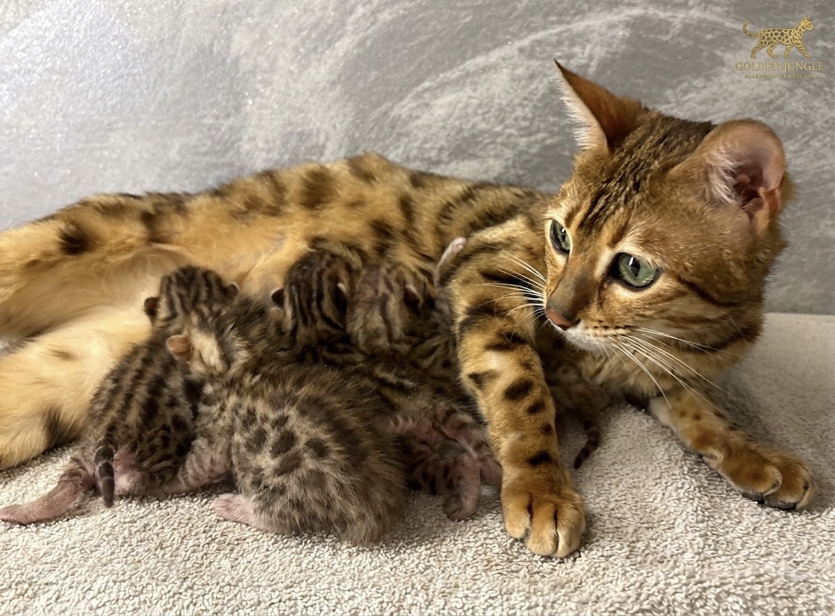 Cuccioli di Gatto Bengala disponibili nel nostro allevamento