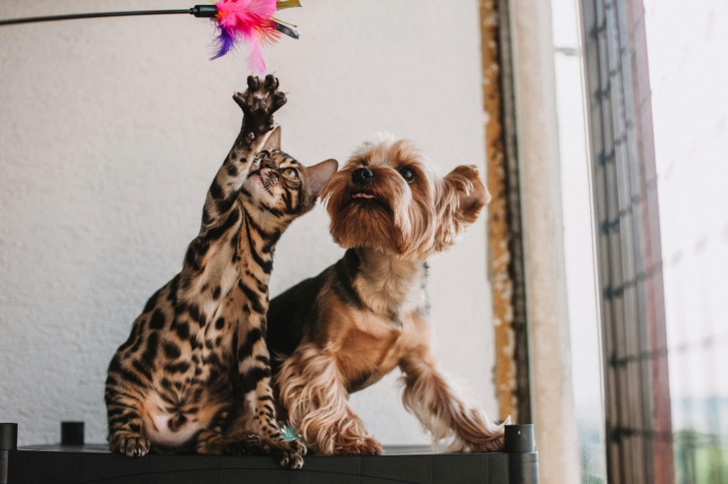 Convivenza gatto Bengala e cani