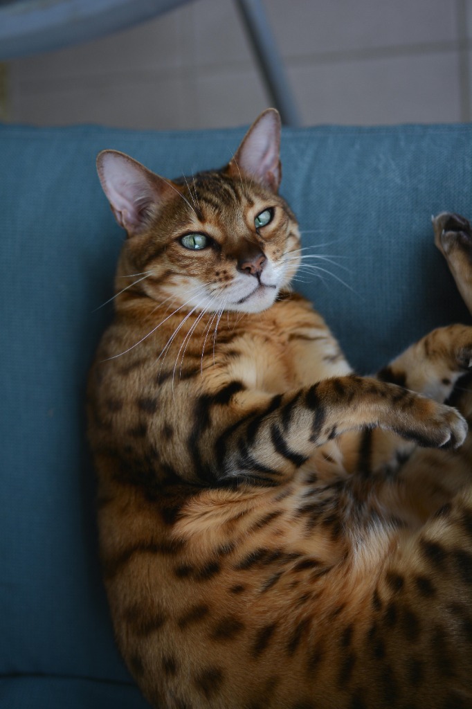 Gatto Bengala anallergico