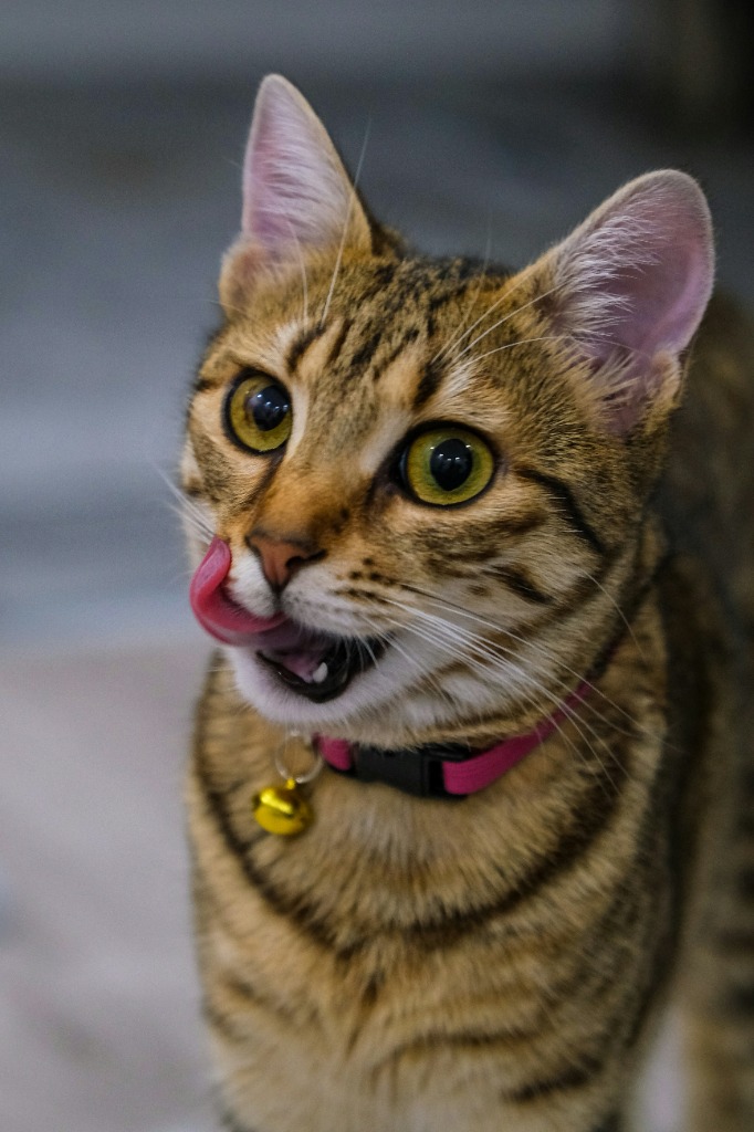 Gatto Bengala cacciatore