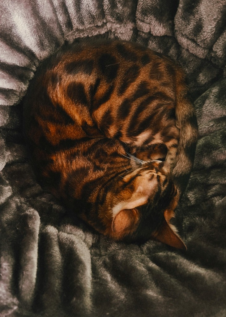 Mantello Gatto Bengala