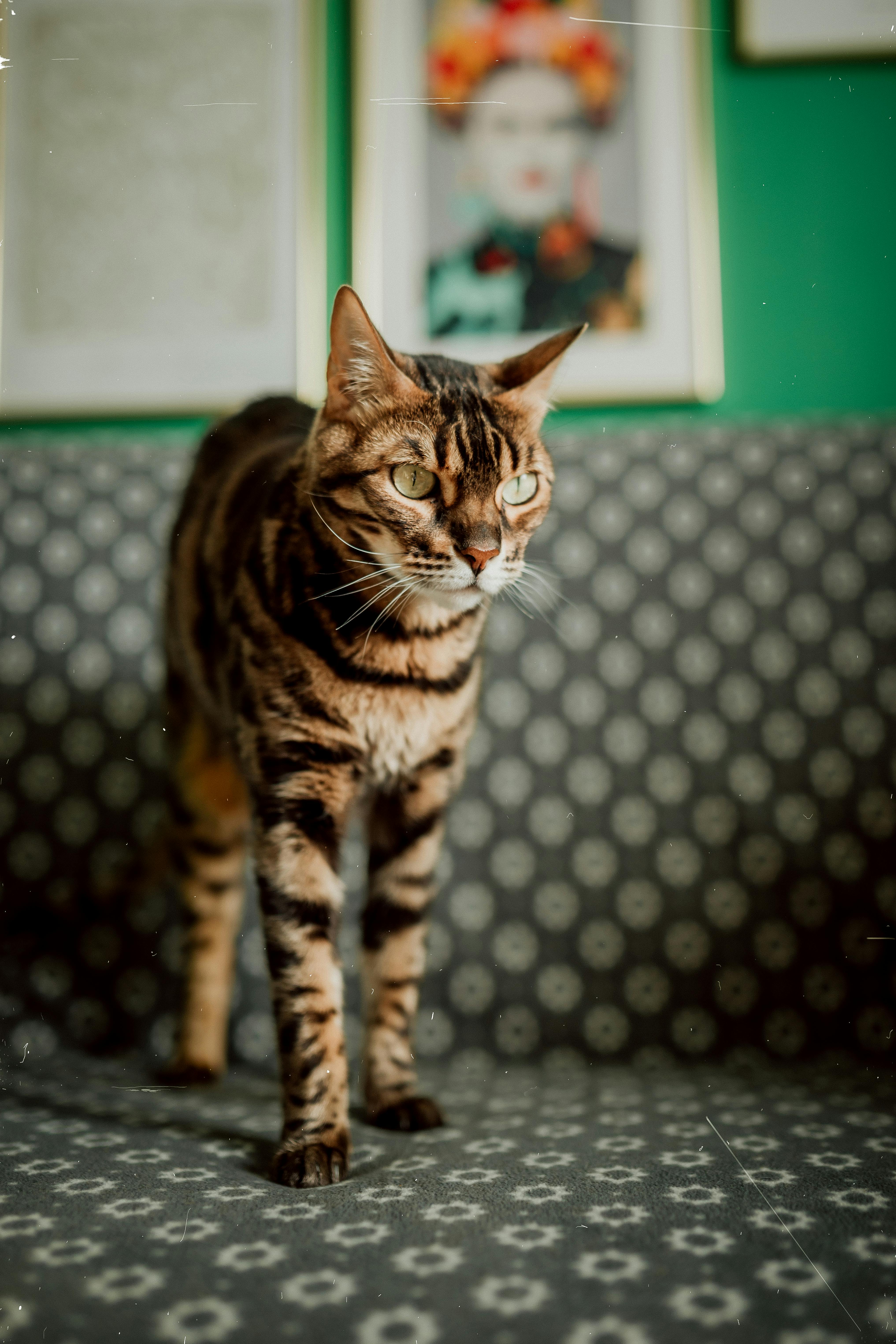 Gatto Bengala Charcoal