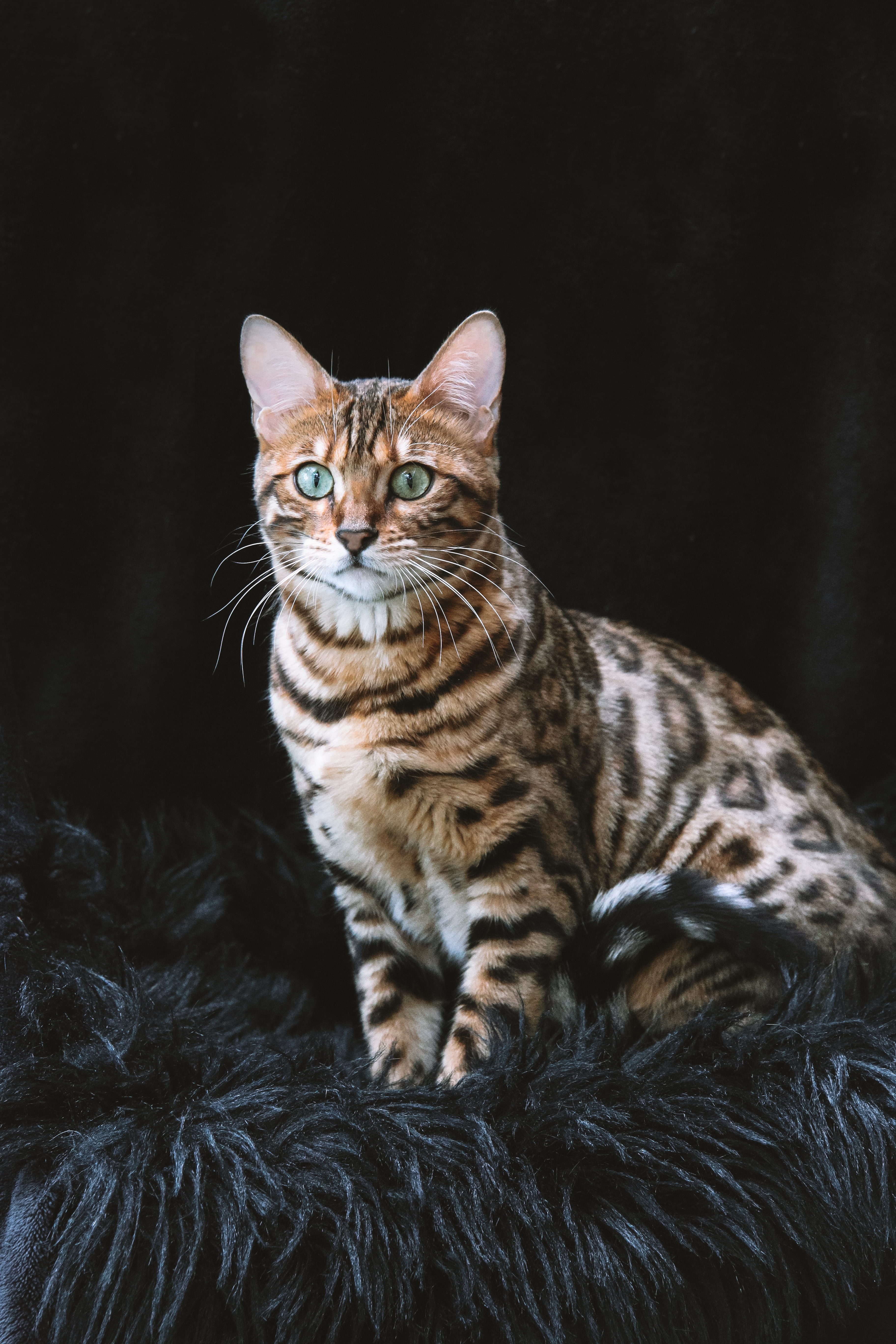 Gatto Bengala Snow Seal Lynx