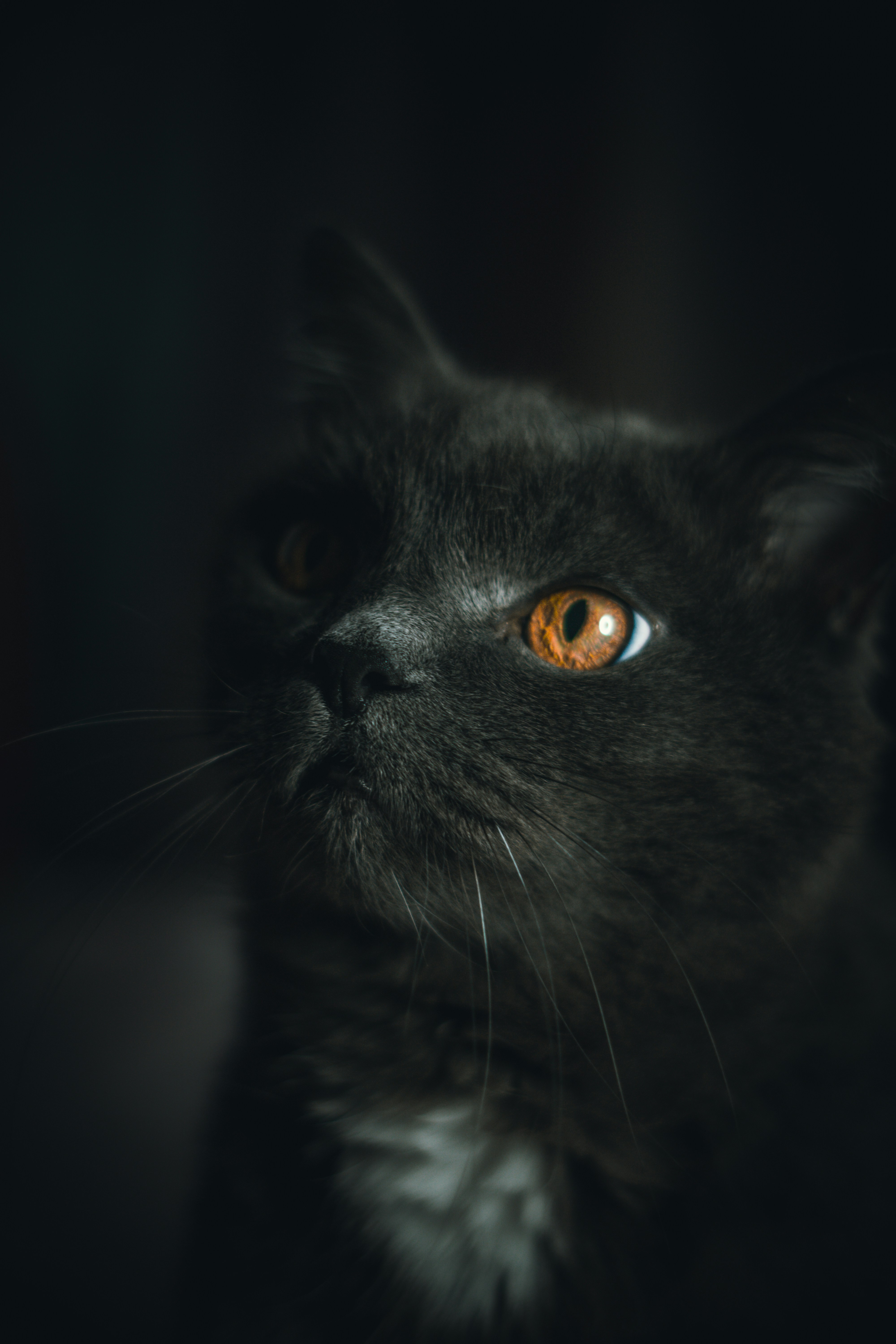 Gatto Bengala Melanistic