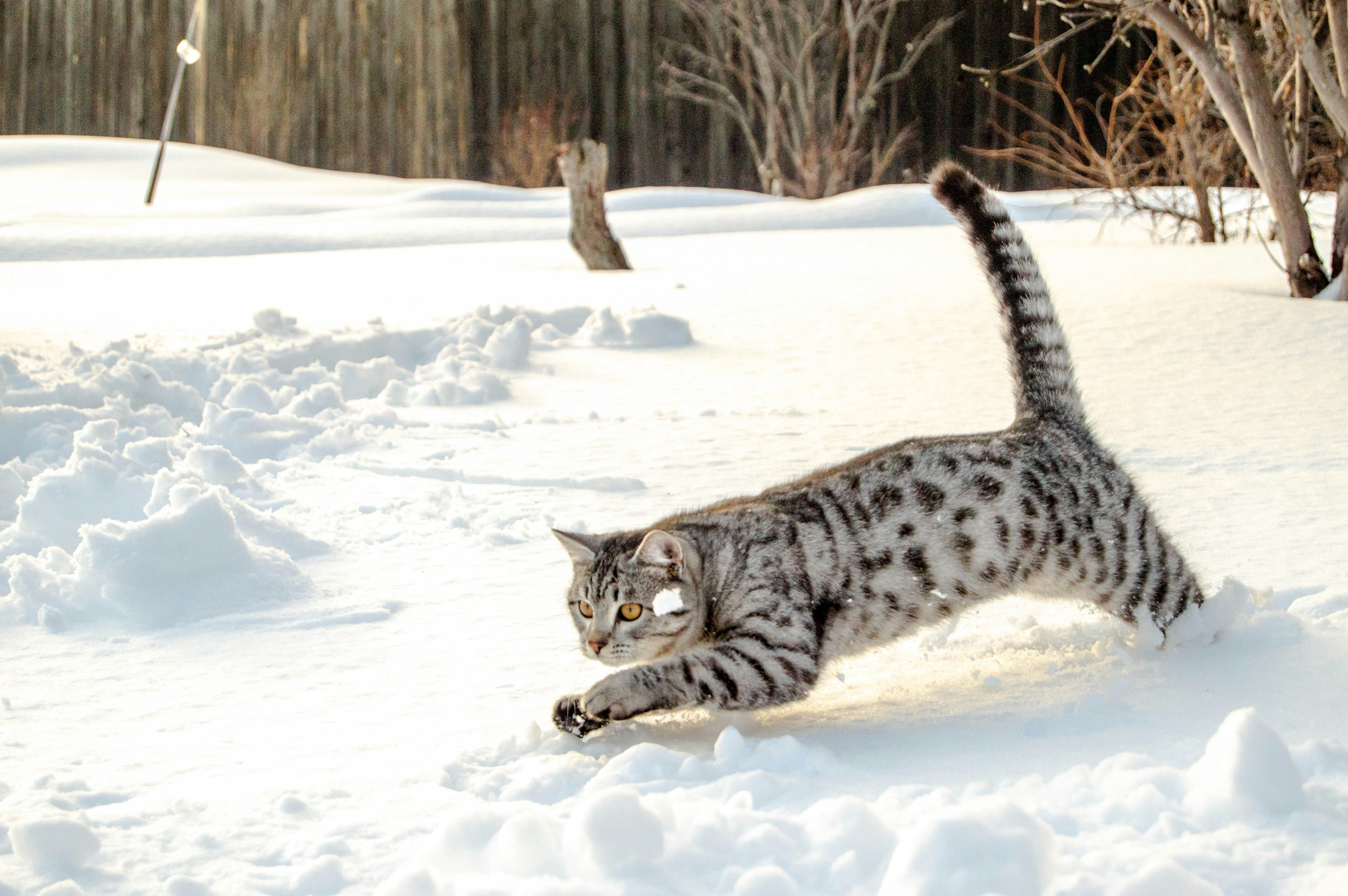 Gatto Bengala Silver