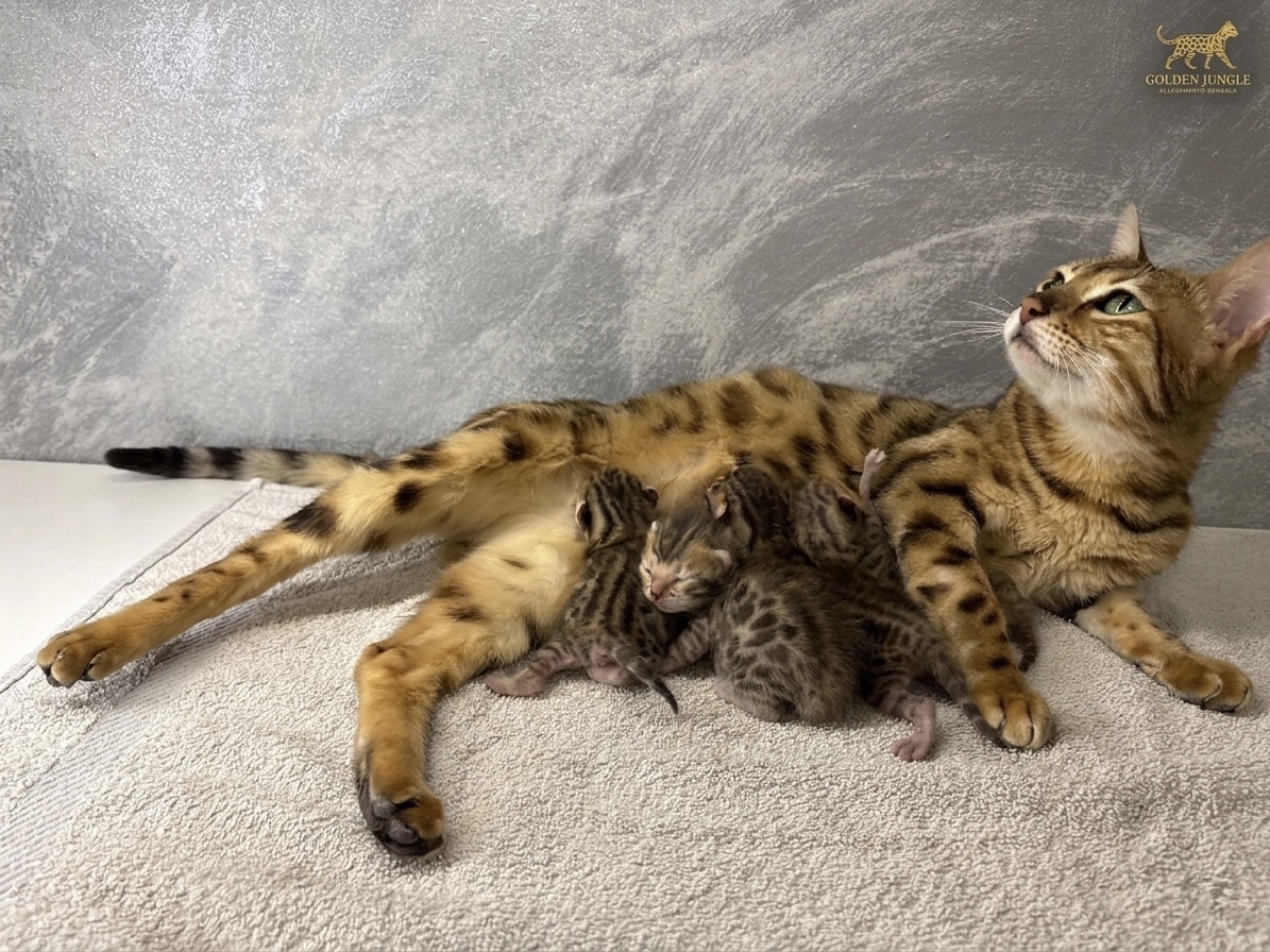 Cuccioli di Gatto Bengala con rosette a Vicenza