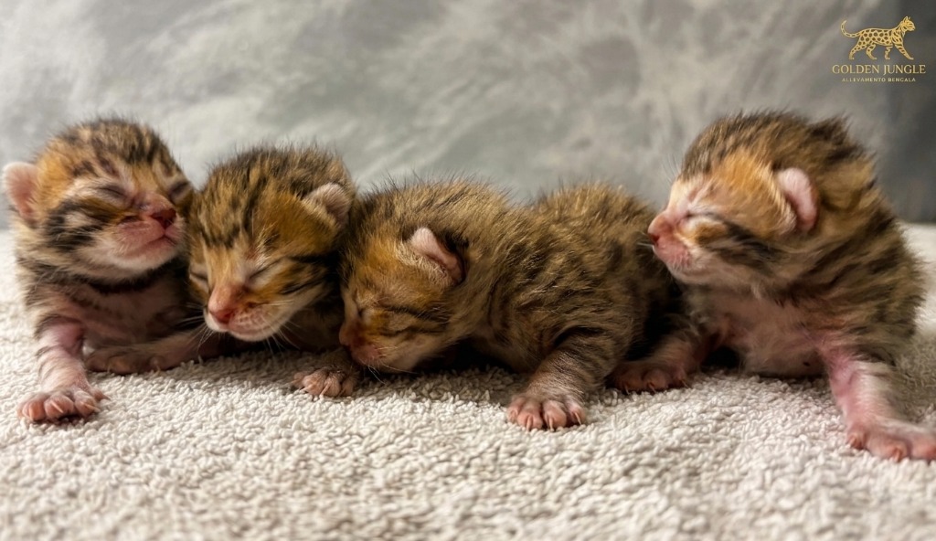 Cucciolo Bengala 2