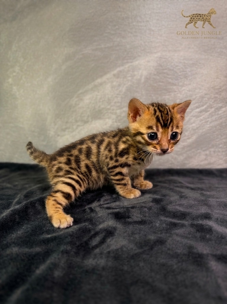 Cucciolo Gatto Bengala Nilo Maschio