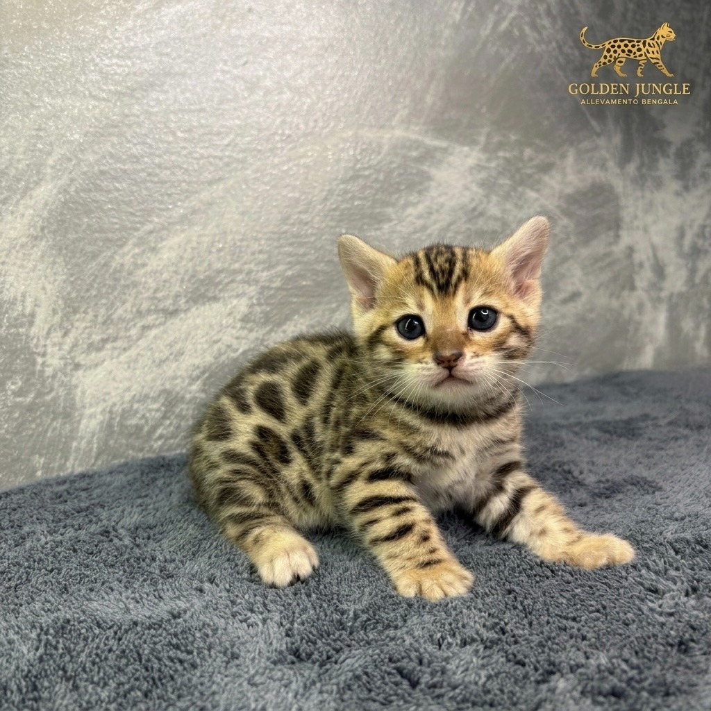 Cucciolo Gatto Bengala Nivea Femmina