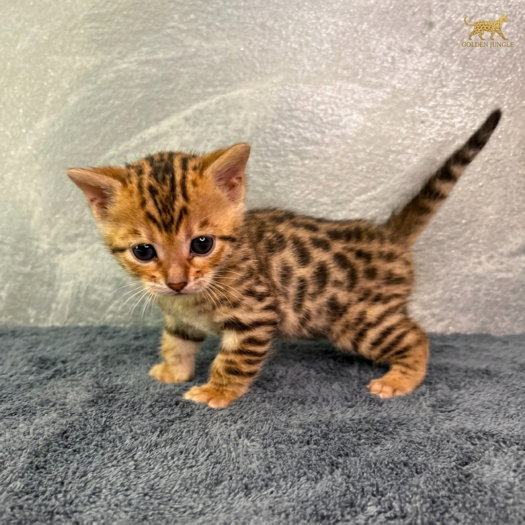 Cucciolo Gatto Bengala Noah Maschio