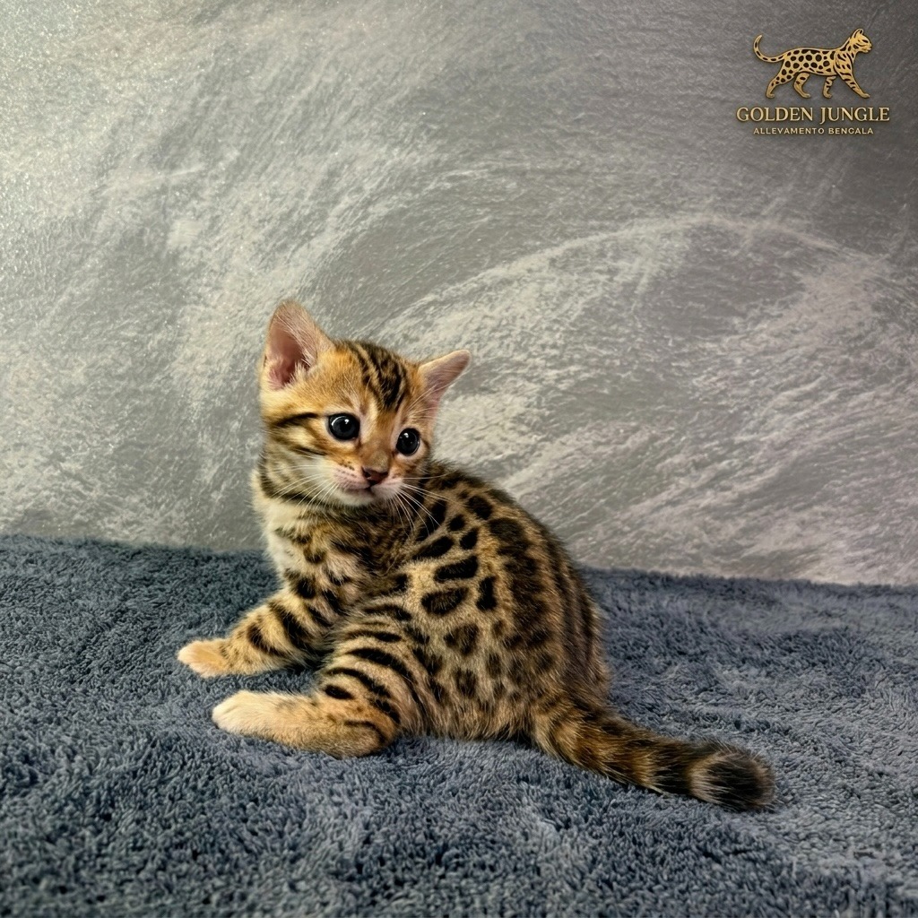 Cucciolo Gatto Bengala Nola Femmina