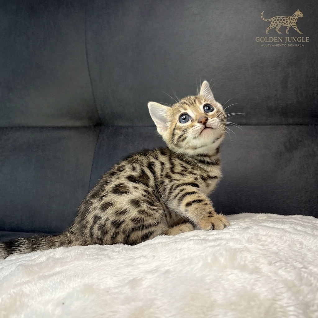 Foto Gatto Bengala 3