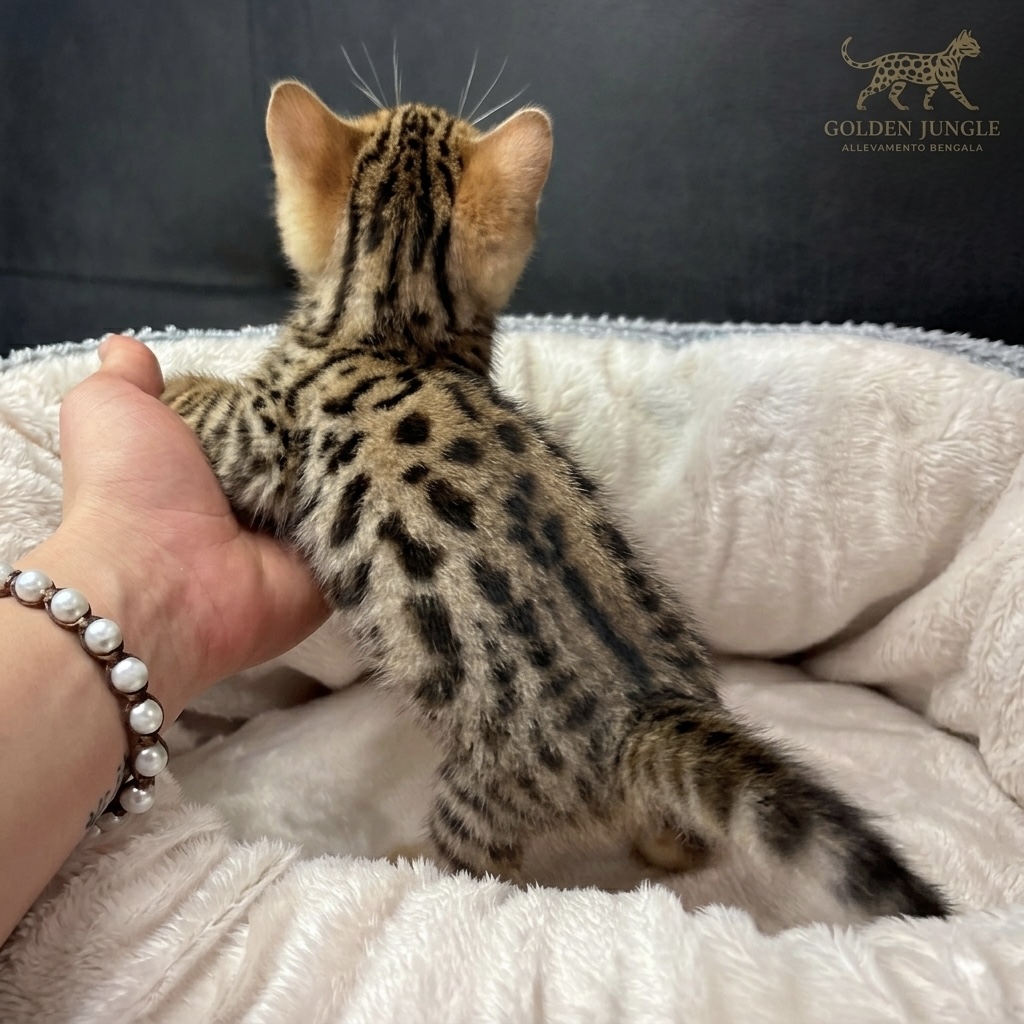 Foto Gatto Bengala 5