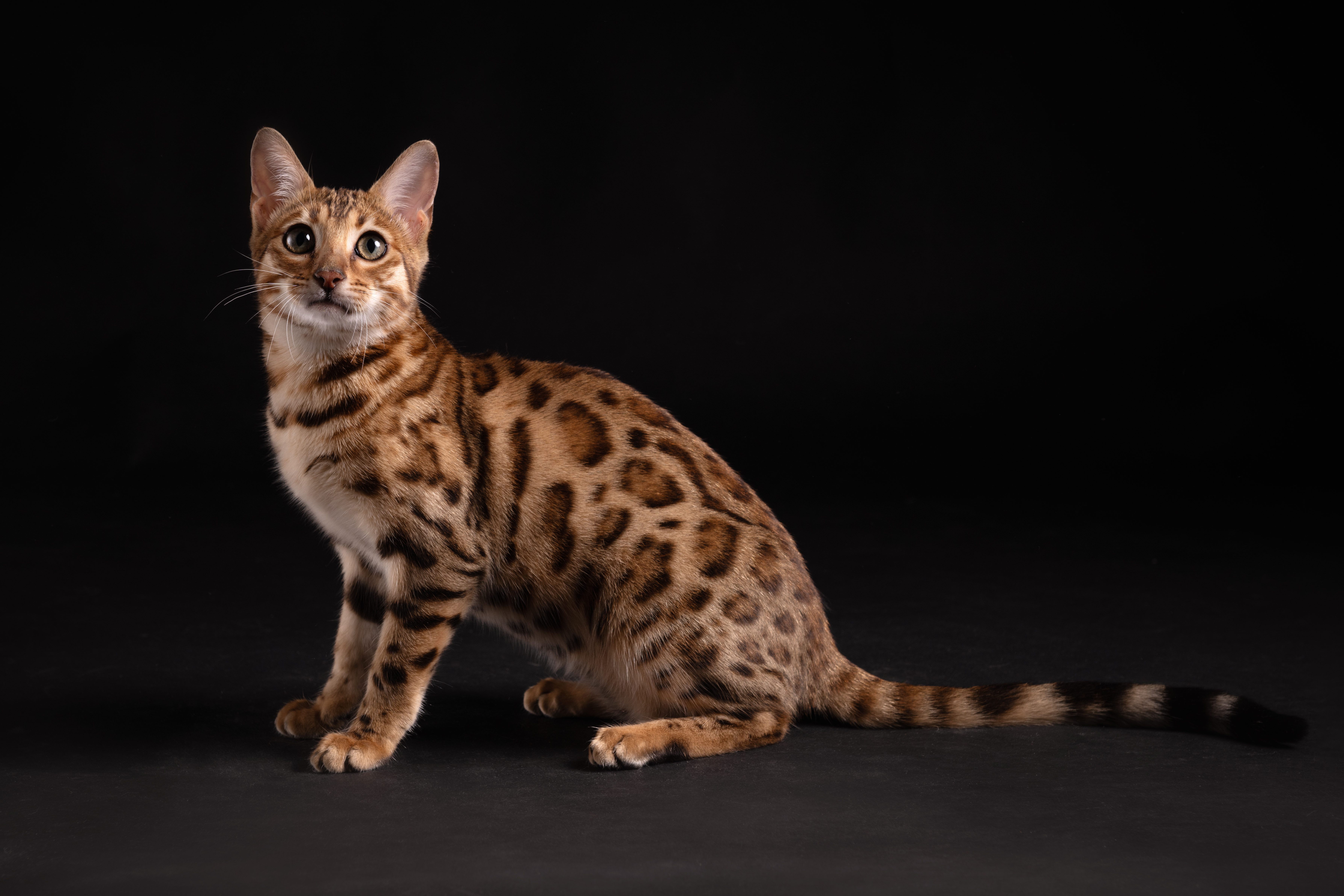 Cucciolo di gatto Bengala Brown Tabby
