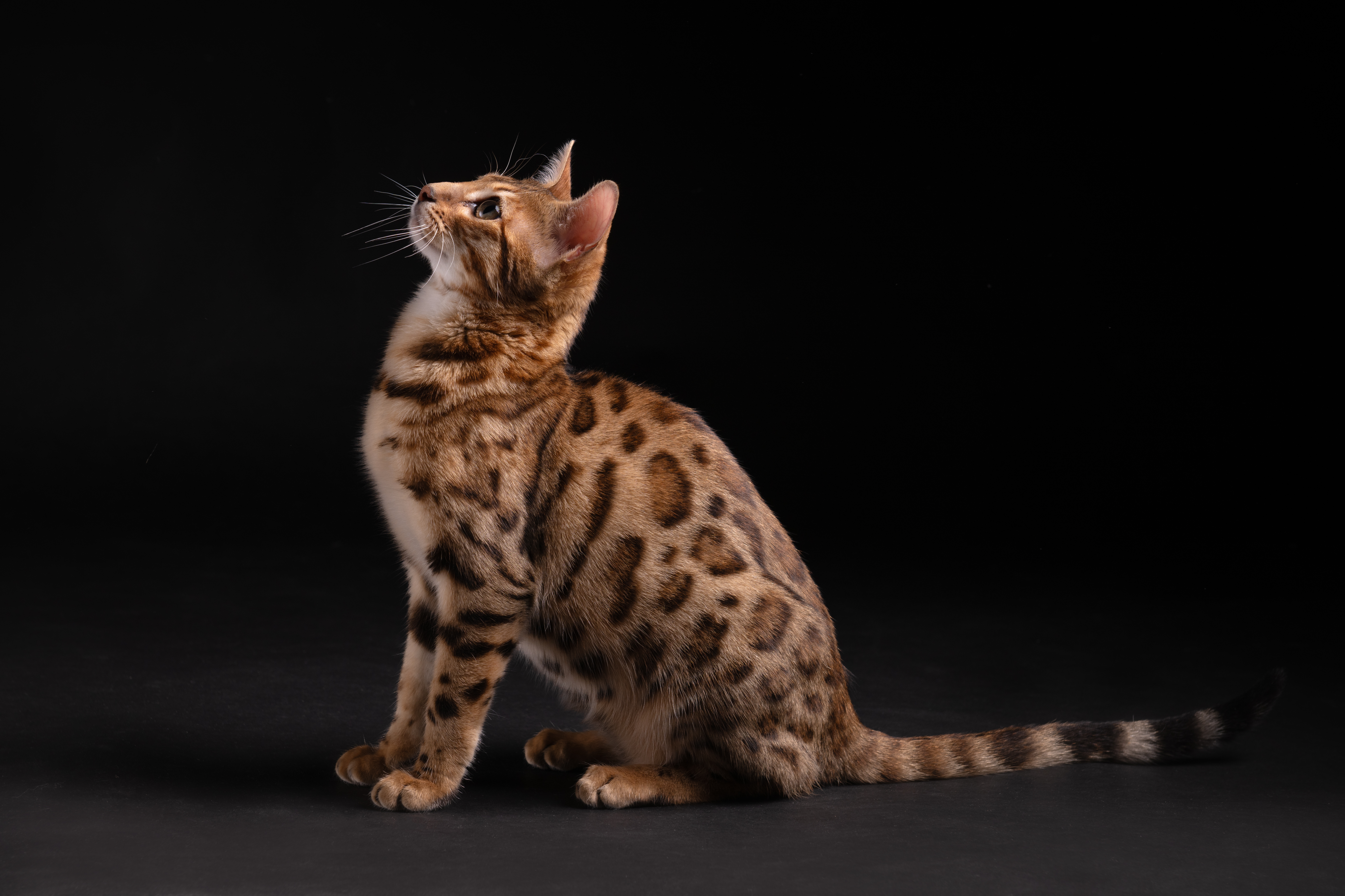 Gatto Bengala Maya in presentazione