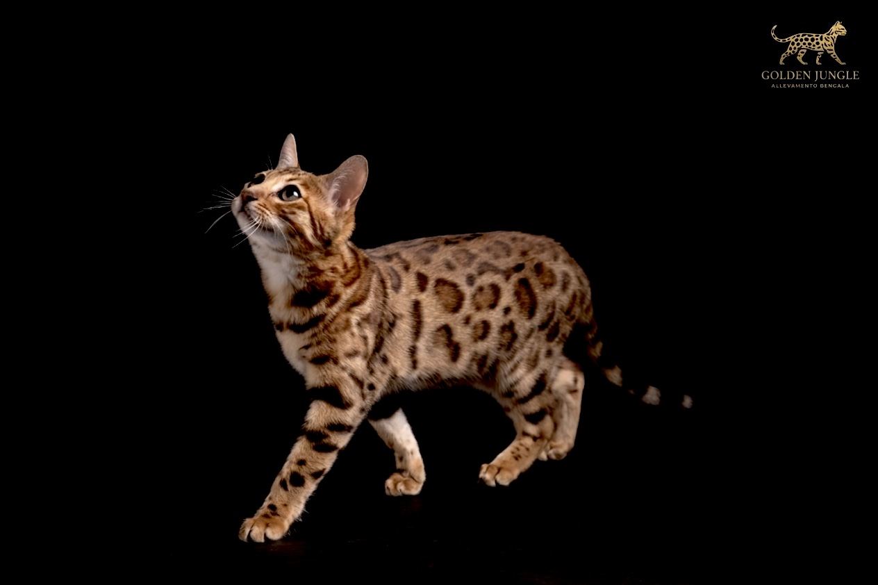 Gatto Bengala di profilo su sfondo nero