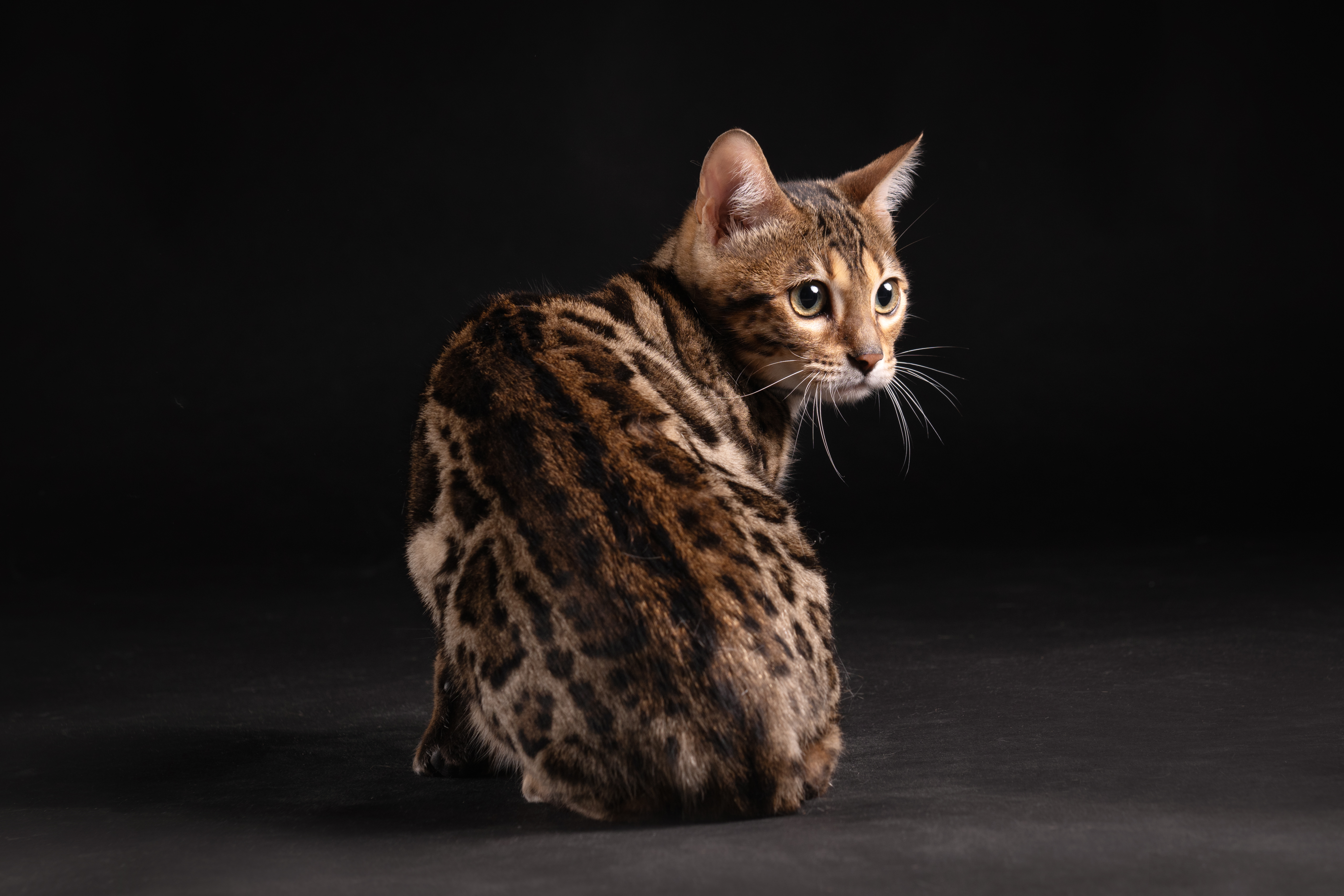 Cucciolo di gatto Bengala Snow Seal Lynx