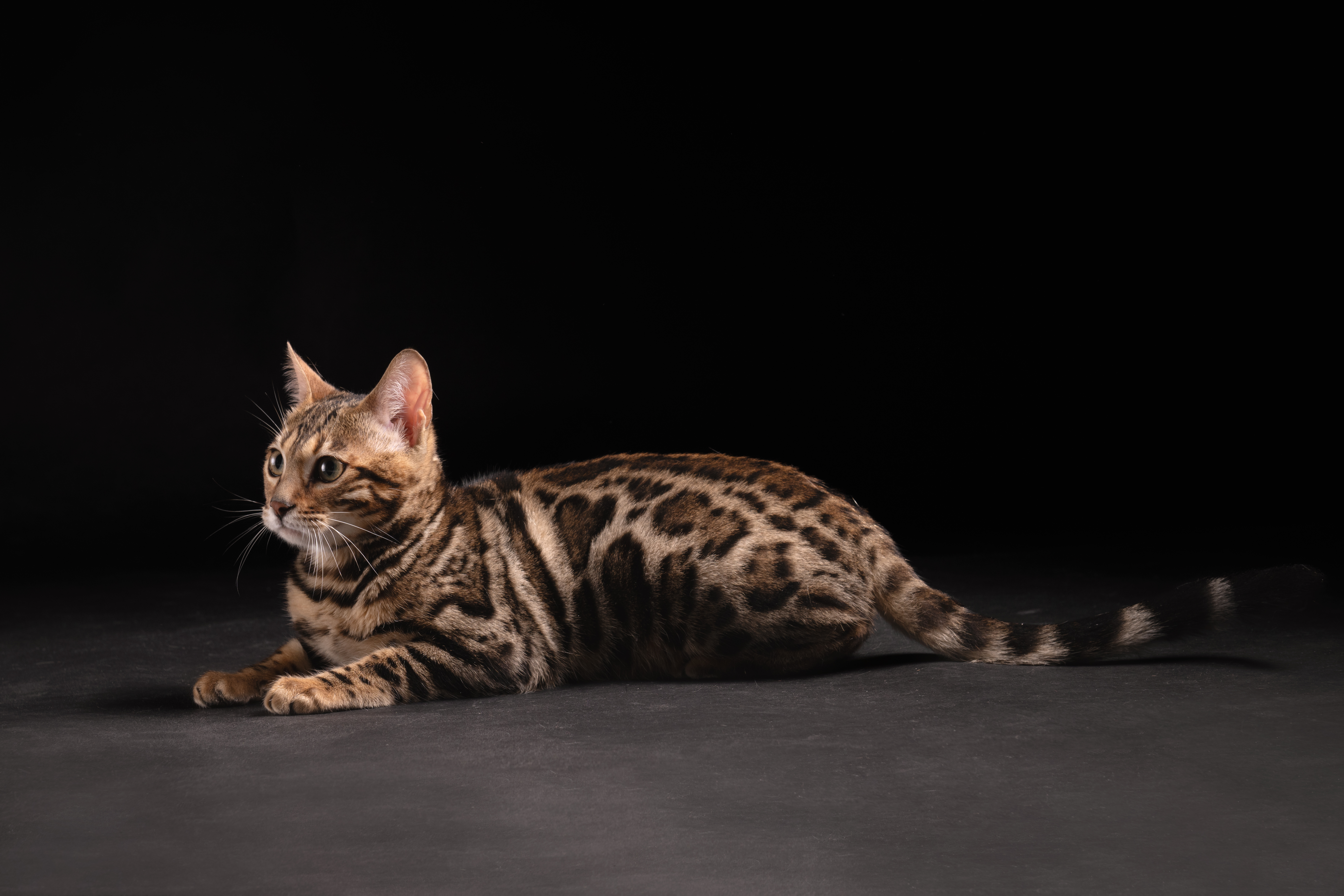 Cucciolo di gatto Bengala Snow Seal Mink