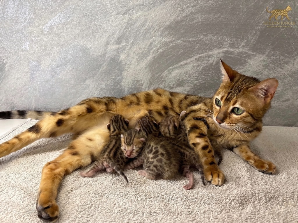 Nuova cucciolata di Bengala