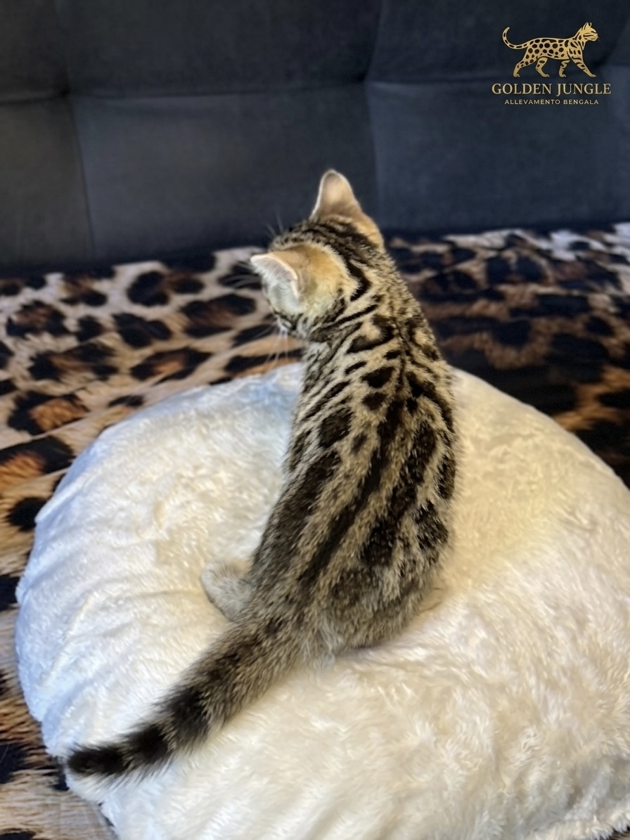 Cucciolo Gatto Bengala Nori Femmina