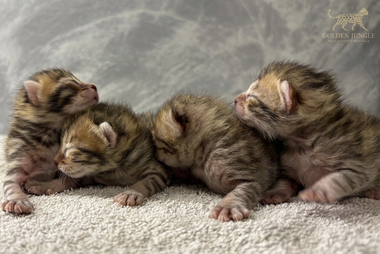 Nuovi cuccioli di Gatto Bengala