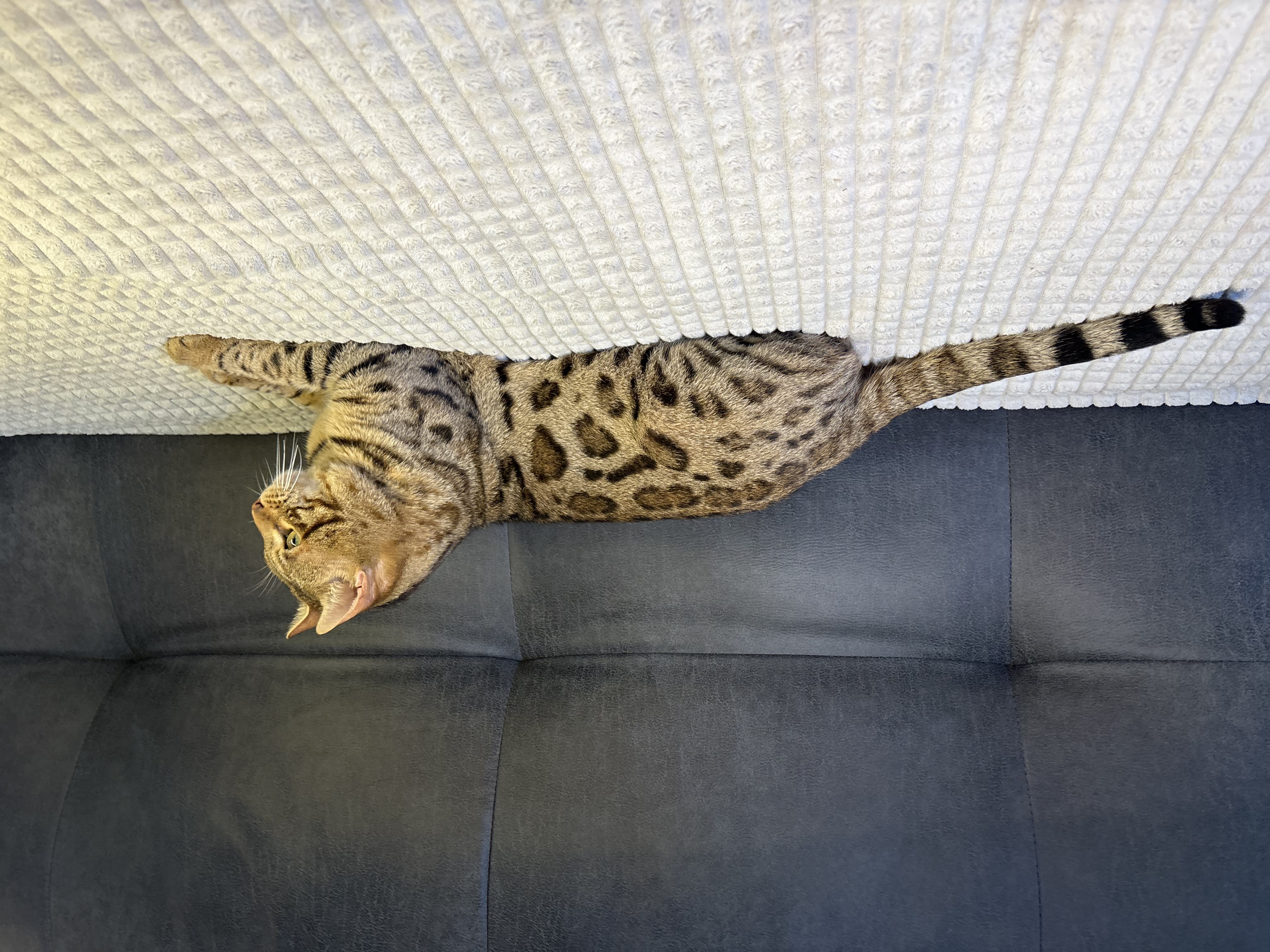 Nuovo Gatto Bengala 1