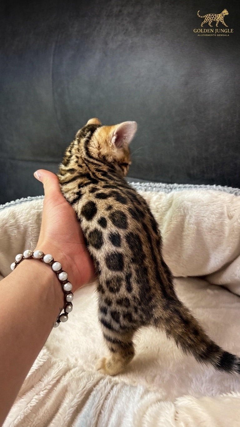 Nuovo Gatto Bengala 3