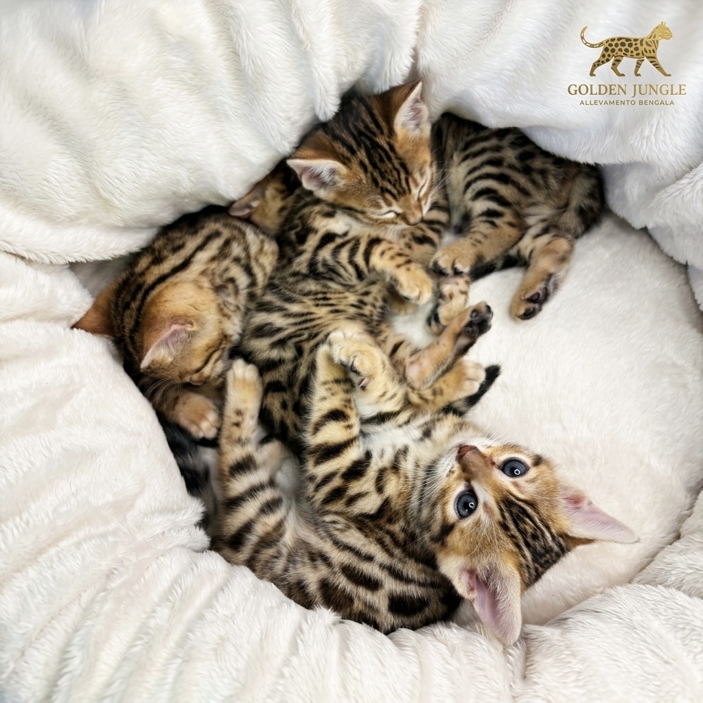 Nuovo Gatto Bengala 4