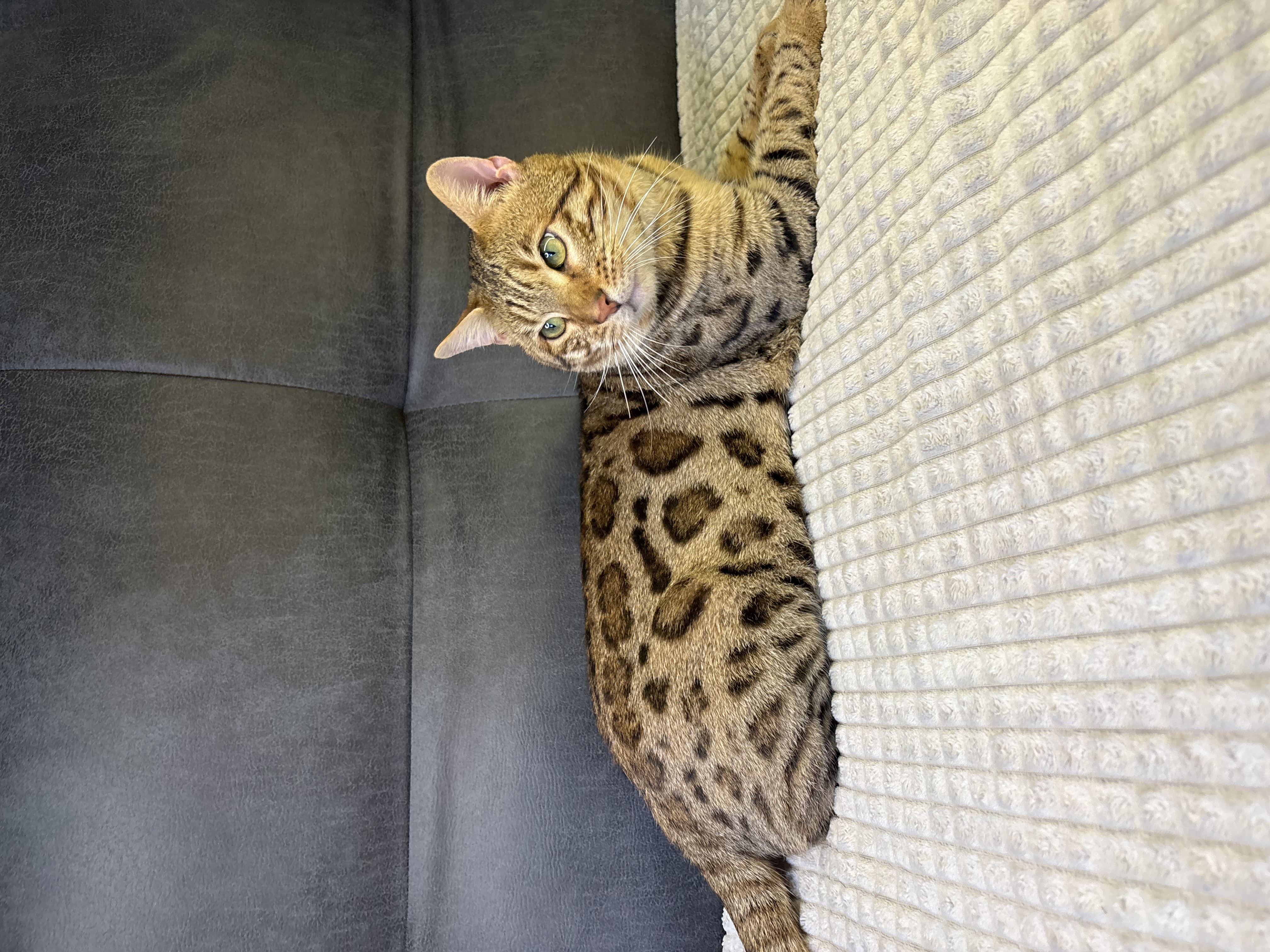 Nuovo Gatto Bengala 5